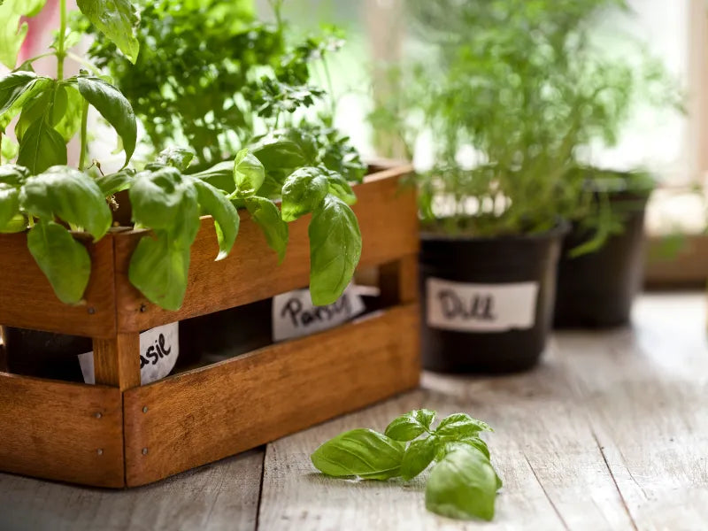 Gartenkräuter für den Balkon - Frische Vielfalt auf kleinstem Raum
