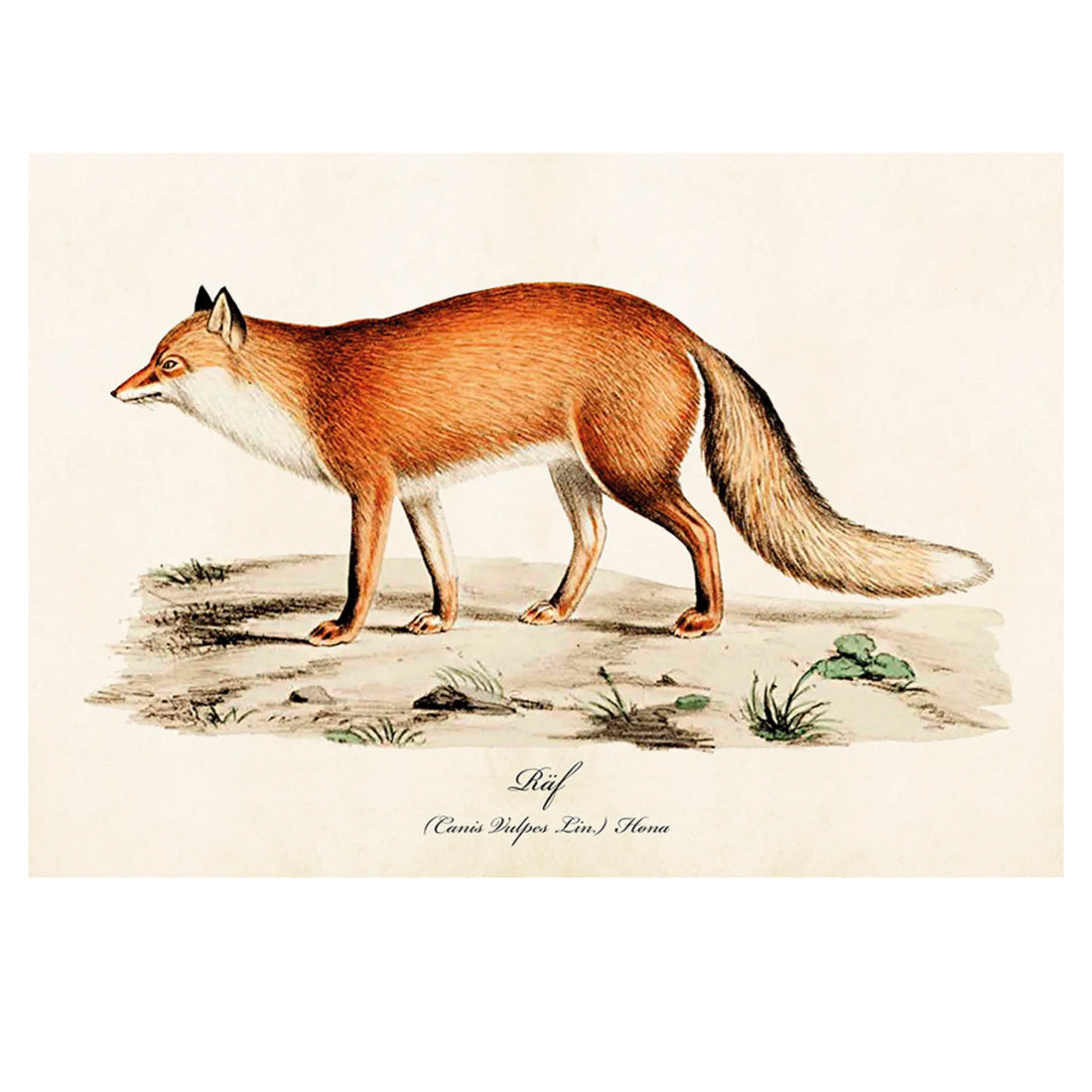 Sköna ting poster fuchs 35 x 50 cm anna und ole shop