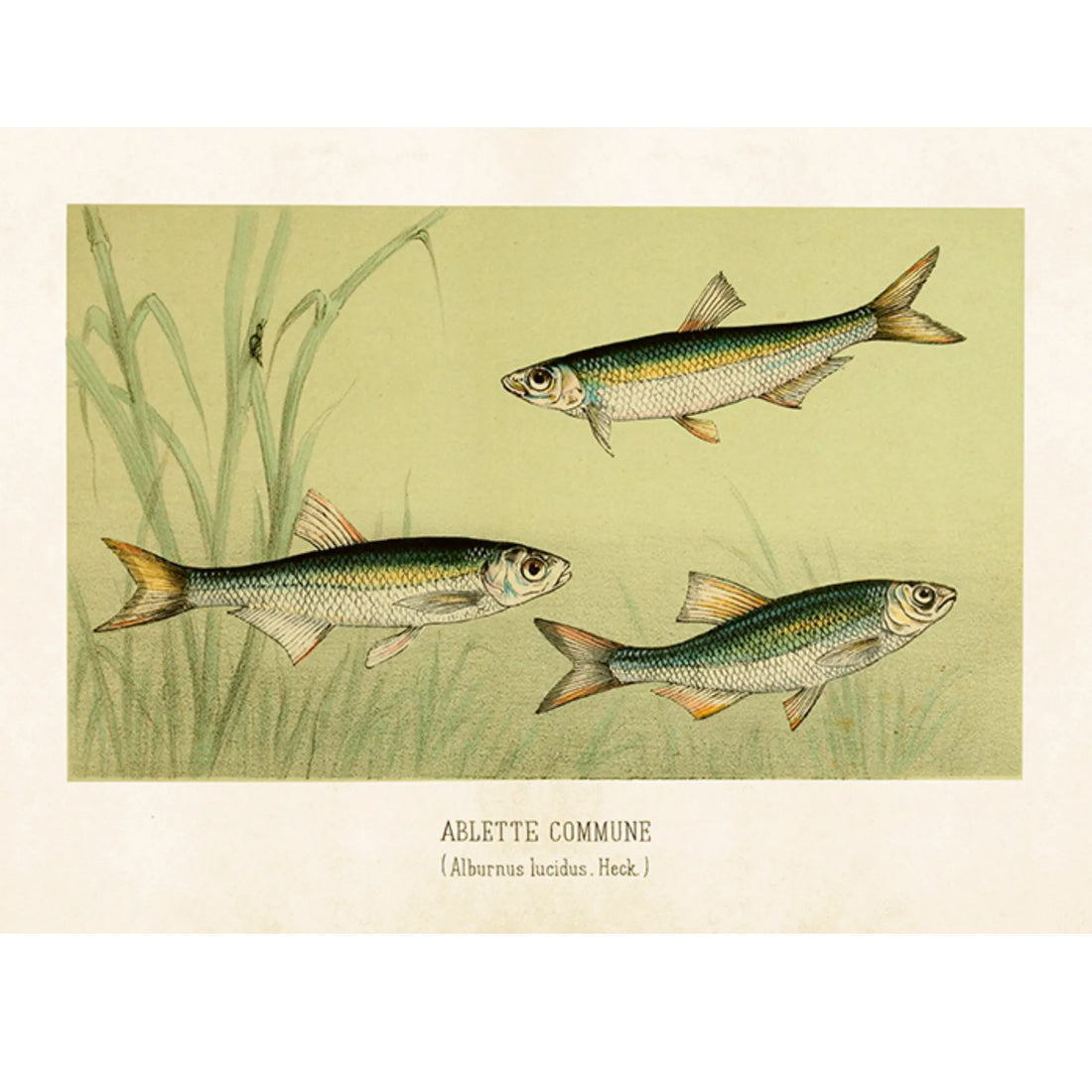 Sköna ting poster ukelei 18 x 24 cm anna und ole shop