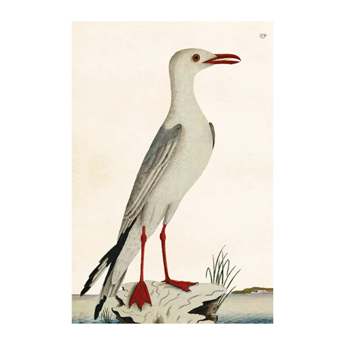 Sköna ting postkarte Vintage meeresvogel anna und ole shop