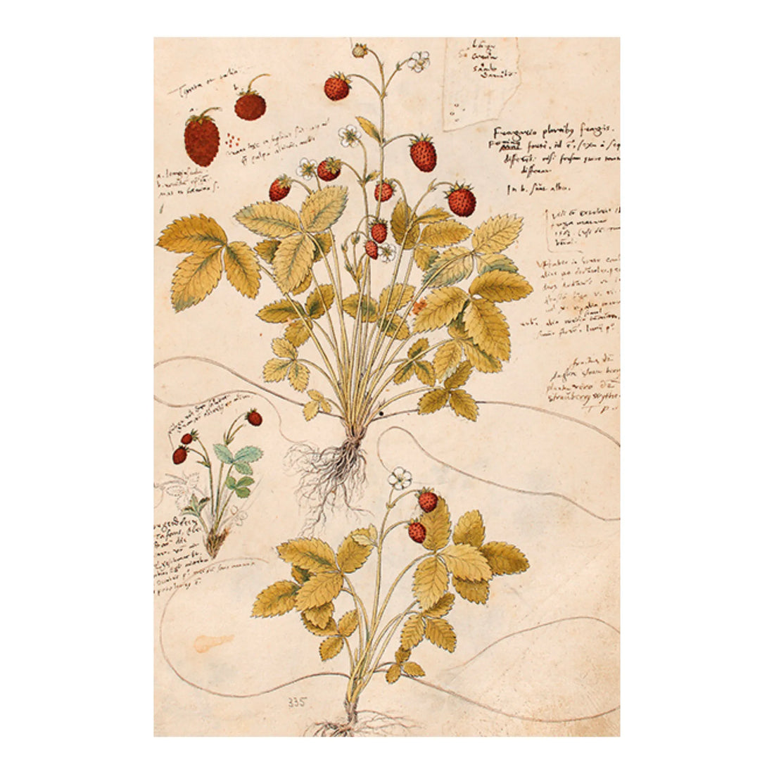 Sköna ting postkarte Vintage walderdbeere anna und ole shop