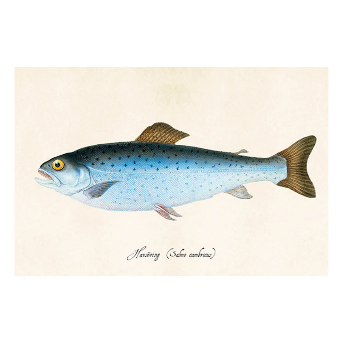 Sköna ting postkarte meerforelle 10 x 15 cm anna und ole shop