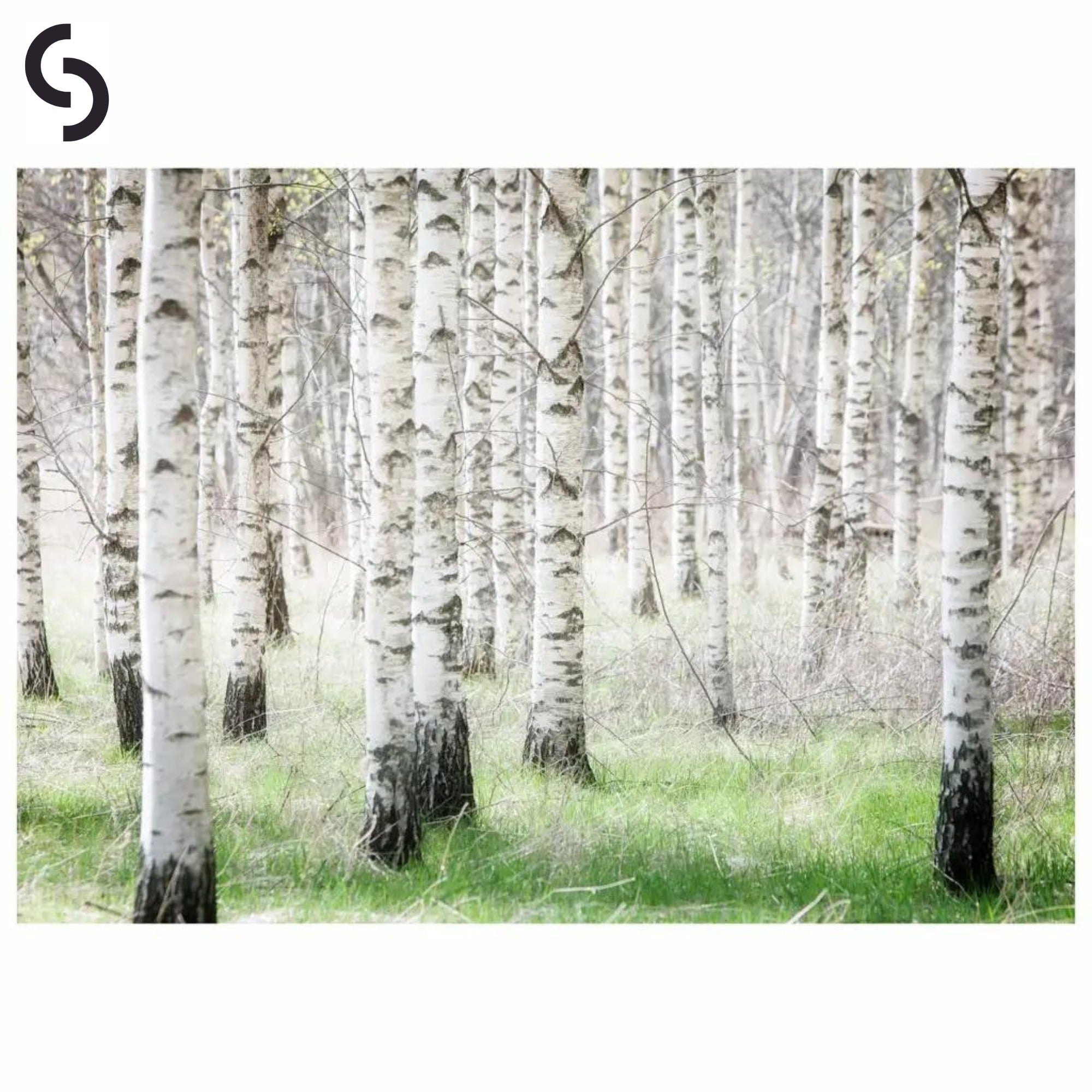 Storefactory "Birch Forest" Poster 50 x 70 cm anna und ole shop anna ole shop