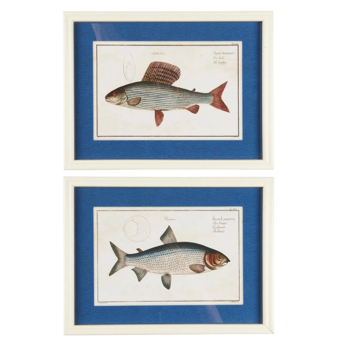 Ib Laursen Bild im Holzrahmen "Fisch" in zwei verschiedenen Ausführungen