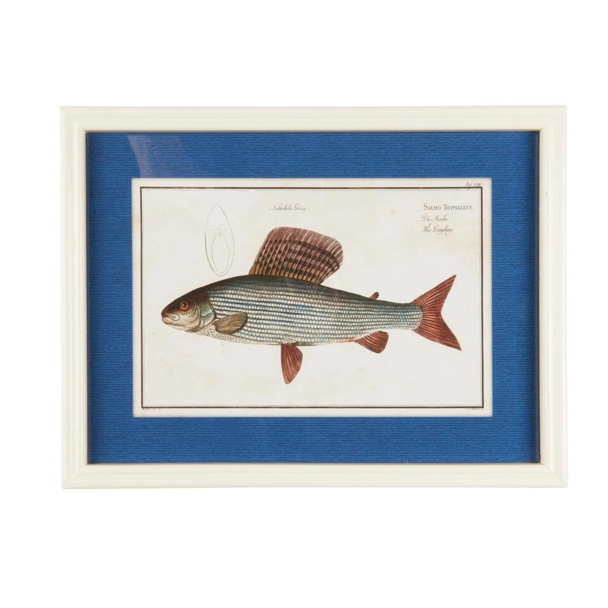 Ib Laursen Bild im Holzrahmen "Fisch" in zwei verschiedenen Ausführungen