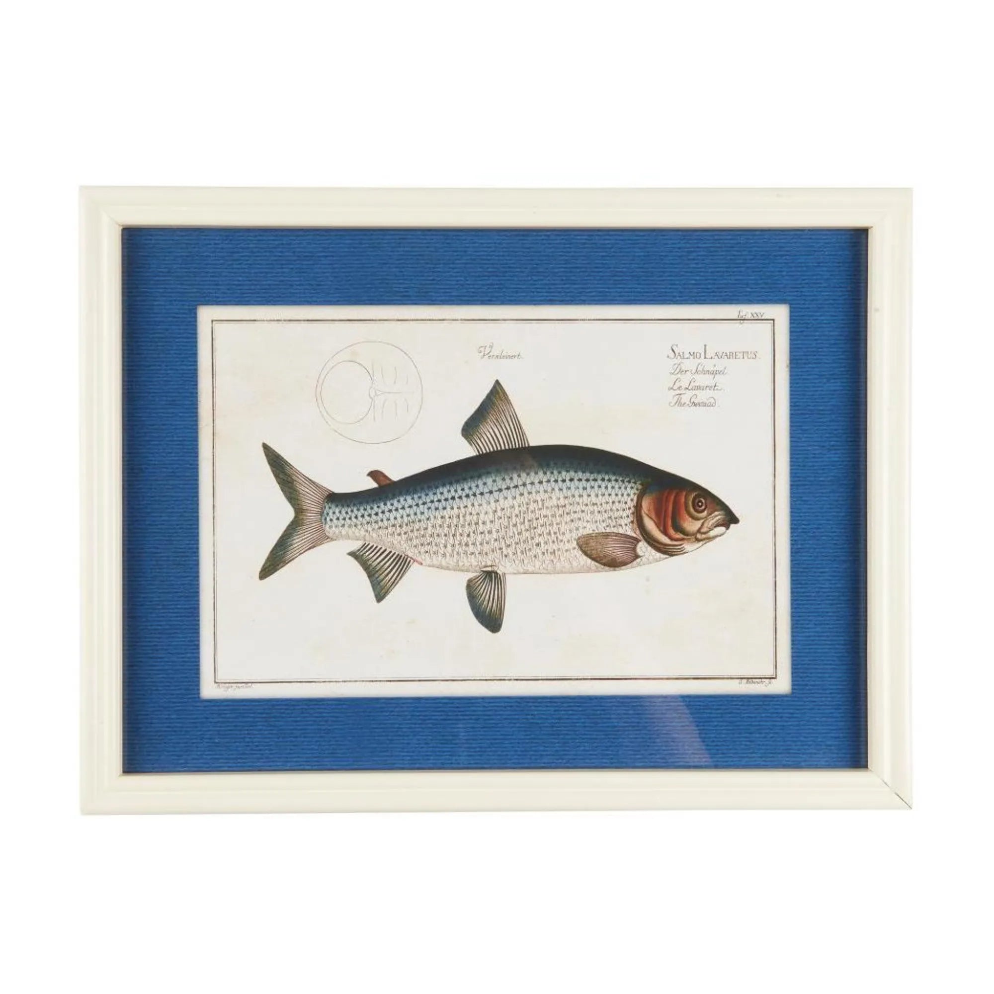 Ib Laursen Bild im Holzrahmen "Fisch" in zwei verschiedenen Ausführungen