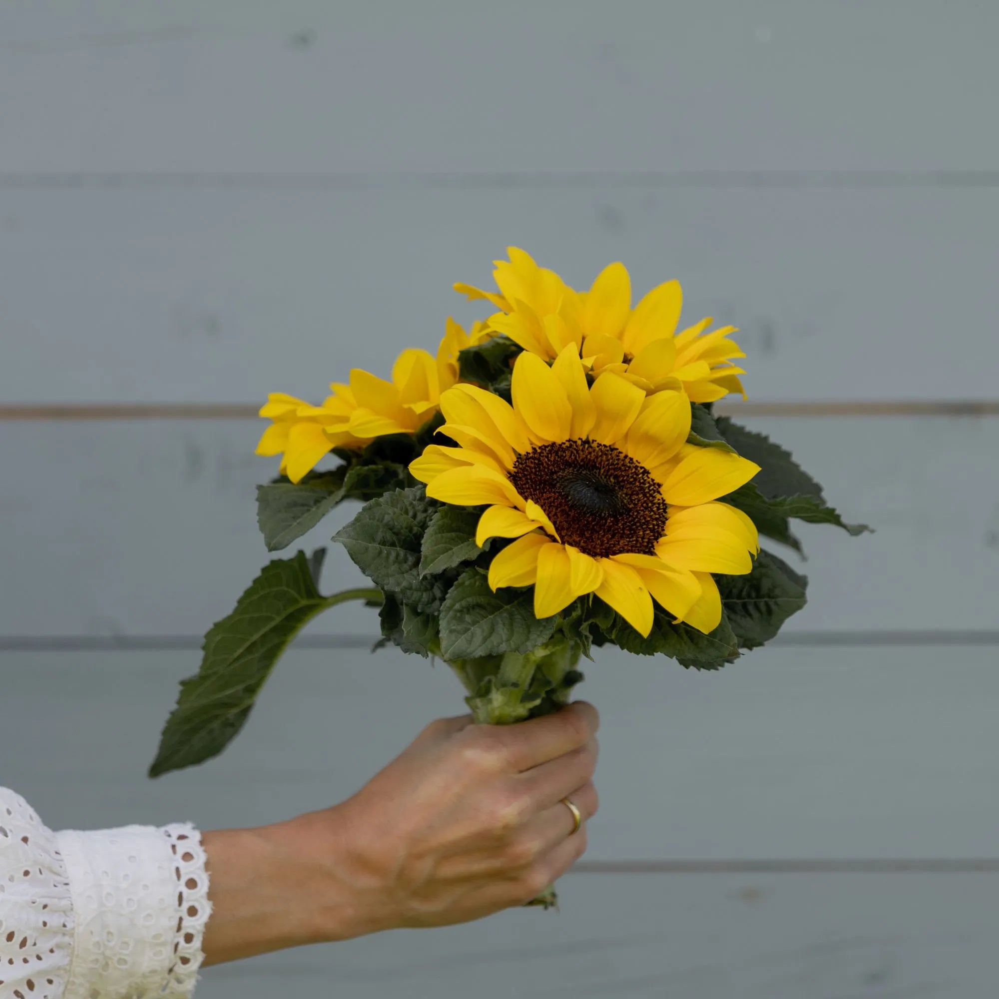 Verblühmeinnicht Blumensamen "Glücksrezept" Sonnenblumen-Saat