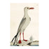 Sköna ting postkarte Vintage meeresvogel anna und ole shop