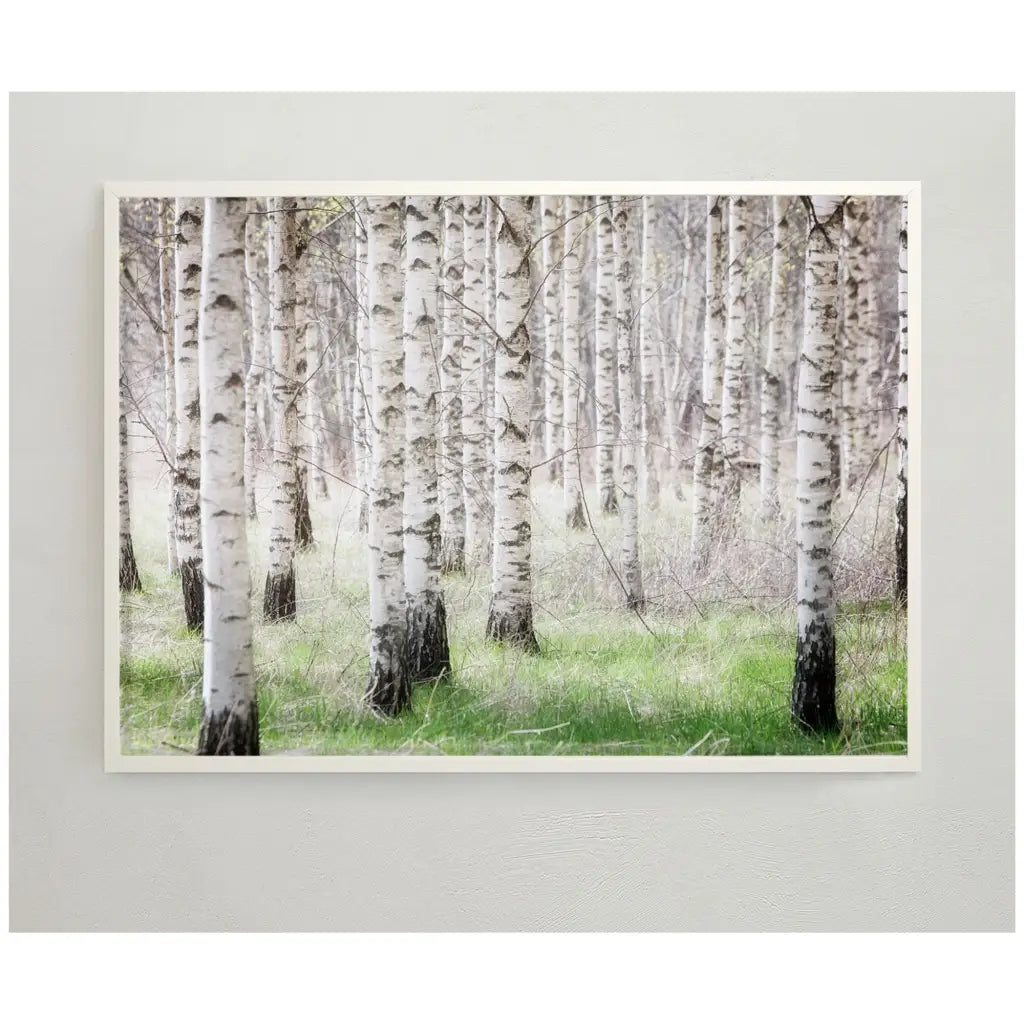 Storefactory Birch Forest Poster 50 x 70 cm - Poster